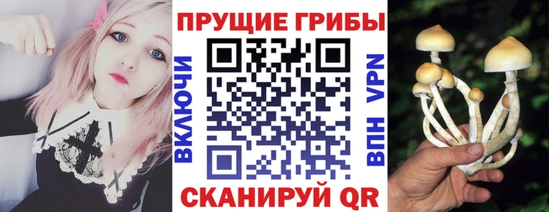где можно купить   Краснодар  Галлюциногенные грибы Psilocybe 